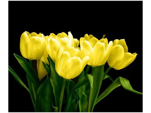 60X50CM ŻÓŁTE TULIPANY- MARK FREETH OBRAZ ŚCIAN DREWNIANE na Arena.pl