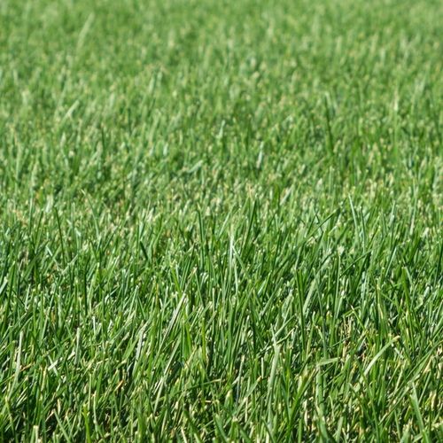 STARANE TRAWNIKI 250 ML TARGET ZWALCZA CHWASTY NA TRAWNIKU na Arena.pl