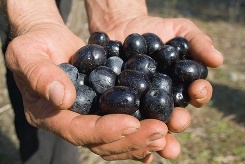OLIWA Z OLIWEK EXTRA VIRGIN KALAMATA P.D.O. 1l PUSZKA AENAON GRECKA na Arena.pl