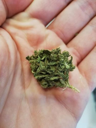 Susz konopny 5% CBD 2g Amnesia na Arena.pl