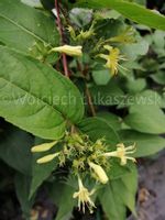 Zadrzewnia Butterfly sadzonka skarpy miododajna