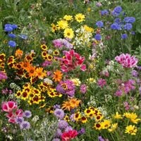 mieszanka kwiatów polnych „KWITNĄCA ŁĄCZKA” MIX kolorów 100 g łąka kwietna
