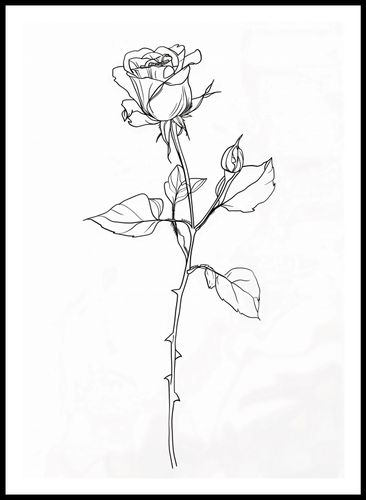 Plakat 59,4x84,1cm Kontur Róży na Arena.pl