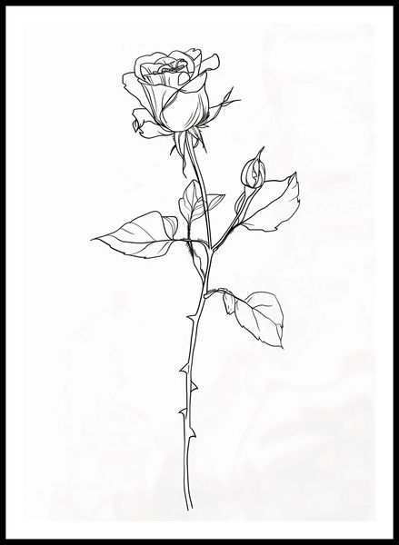 Plakat 59,4x84,1cm Kontur Róży zdjęcie 3