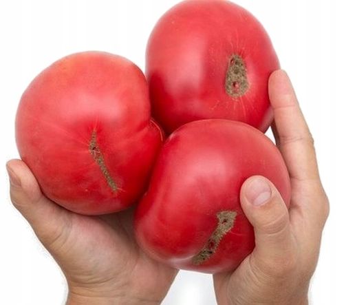 MOCNY TUNEL FOLIOWY OGRODOWY SZKLARNIA 4x2m JAKOŚĆ 8m2 PREMIUM na Arena.pl