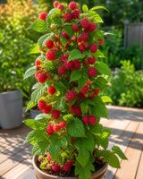 Malina Raspberry Tower Hara PBR drzewo malinowe kolumnowe sadzonka