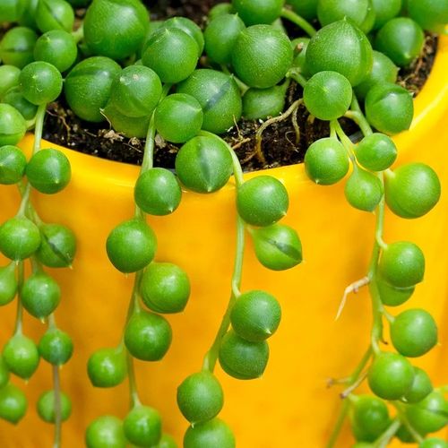 Senecio Rowleyanus - ZIELONY SZNUR KORALI - Niespotykany Starzec na Arena.pl