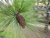 P9 SOSNA ŻÓŁTA PINUS PONDEROSA WYTRZYMAŁA NA SUSZĘ I MRÓZ SADZONKA