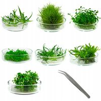 ZESTAW ROŚLIN trawnikowych pierwszy plan IN VITRO