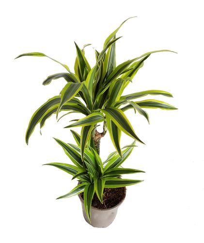 DRACENA LEMON LIME 65cm na Arena.pl