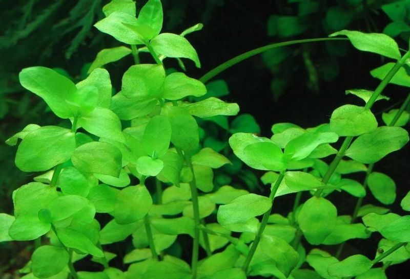 Bacopa Australis Kubek 10cm In vitro Piękna zdjęcie 1