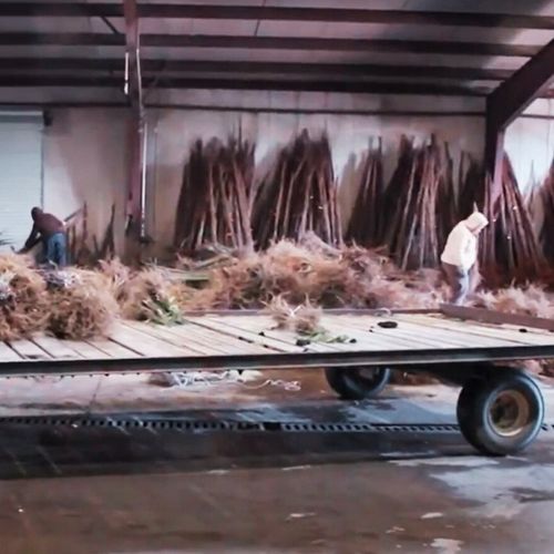 JABŁOŃ LOBO Jabłoń jak legenda – każdy o niej słyszał, ale nieliczni na Arena.pl