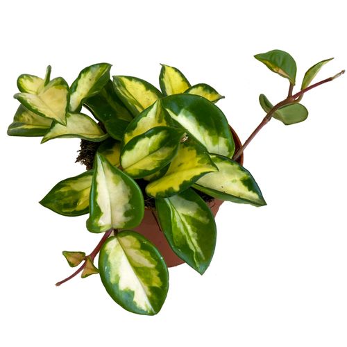 Hoya Carnosa Tricolor 15 cm na Arena.pl