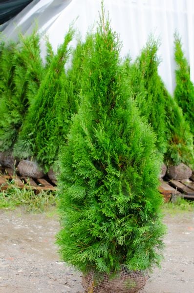 Tuja Szmaragd 160-200cm THUJA OCCIDENTALIS SMARAGD - DOSTAWA GRATIS na Arena.pl