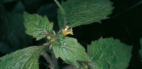 ROUNDUP RANDAP NA CHWASTY chwastobójczy glifosat koncentrat 2x1L BAYER na Arena.pl