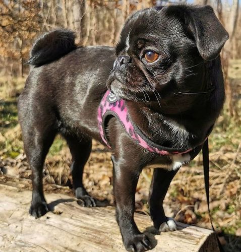 SZELKI dla dużego kota 38-48cm do 6kg Brytyjski TRE PONTI Leopard różowe na Arena.pl