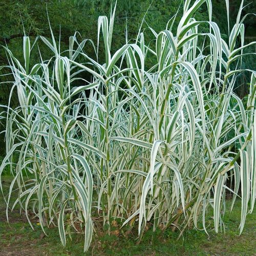 Lasecznica trzcinowata 'Variegata' Wysoka Pstra Trawa Biała (Arundo donax) na Arena.pl