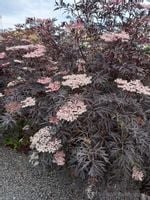 Bez czarny Black Lace ciemne i pierzaste liście