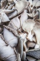 Boczniak ,Boczniaki,boczniak ostrygowaty , uprawa ,balot podłoże 13 kg