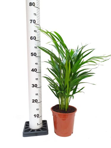 PALMA AREKA ARECA na Arena.pl