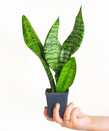 SANSEVIERIA 'ROBUST' pięknie ubarwione liście Sansewieria rozmiar S na Arena.pl