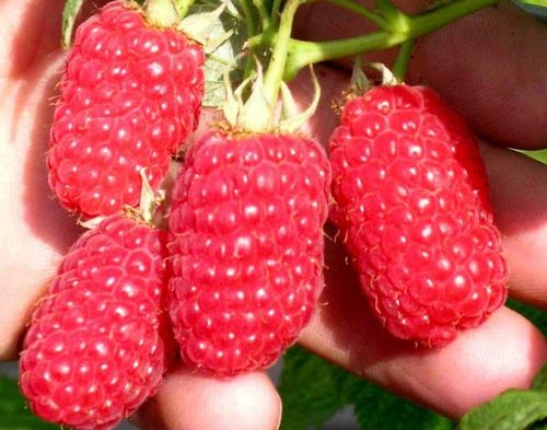 Nawóz Mikoryza Drzewa i Krzewy Owocowe Mycelium na Arena.pl