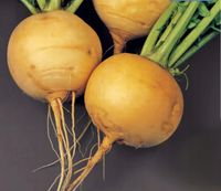 NASIONA Rzepa Goudbal Golden Ball 5g PLANTICO Rzepy Żółte 406902