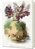 Obraz 40x60cm Koral Gąbczasty, Gervais Vintage do Salonu