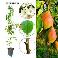 Grusza Ukraińska wysoka mrozoodporność późna 100-150 cm