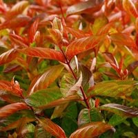 Krzewuszka cudowna 'Wings of Fire' (Weigela florida) Doniczka 2.0L