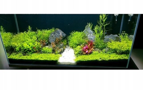 ZESTAW ROŚLIN środkowy plan środek ŁATWY ZESTAW ROŚLIN + gratis PĘSETA na Arena.pl