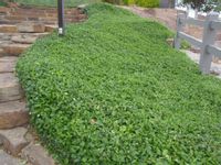 M TRZMIELINA EUONYMUS COLORATUS OKRYWOWA ZIMOZIELONA