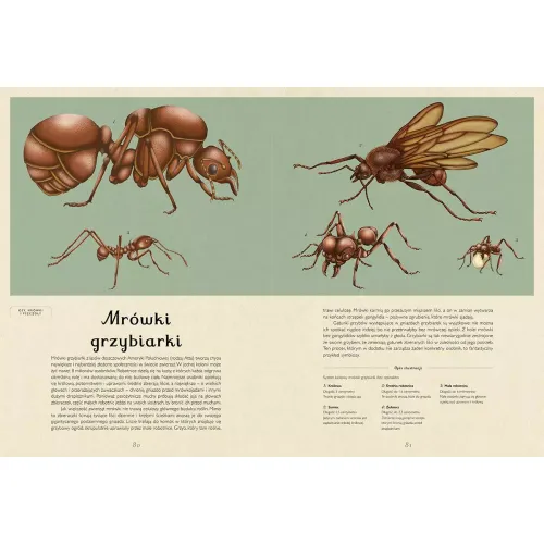 Insektarium. Muzeum Owadów na Arena.pl