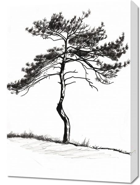 Obraz 50x70cm Samotna Sosna zdjęcie 1