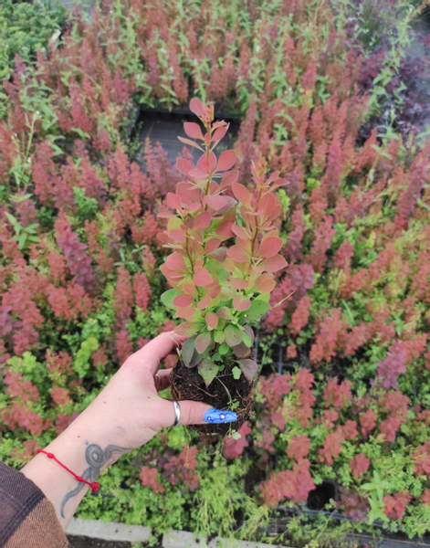 Berberys Thunberga RED PILLAR 10-30cm Ognisty Krzew Sadzonka zdjęcie 5