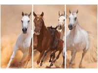 OBRAZ KONIE BIEGNĄCE GALOPEM