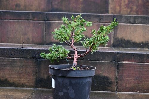 Jałowiec chiński Shimpaku - Juniperus chinensis 0067 na Arena.pl