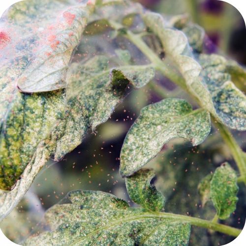 MAGUS 200SC 100ML ŚRODEK NA PRZĘDZIORKI OPRYSK NA PRZĘDZIORKA na Arena.pl