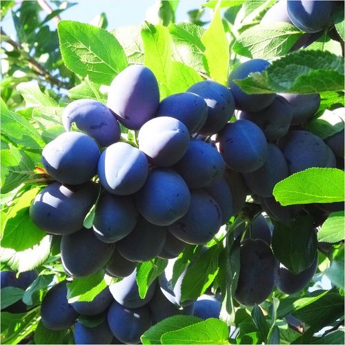 Śliwa Węgierka Zwykła Sadzonka Odporna Na Mróz I Choroby na Arena.pl