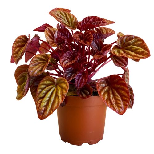 Peperomia Quito 20cm na Arena.pl