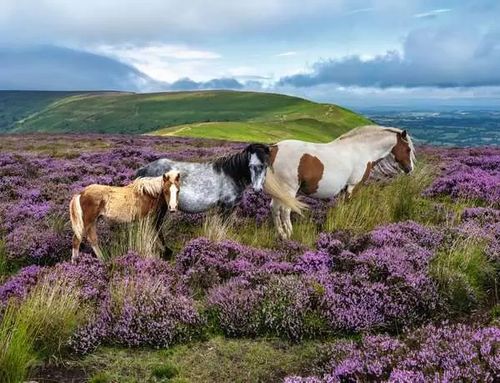 Puzzle 2000 Wild Horses in the Heather na Arena.pl