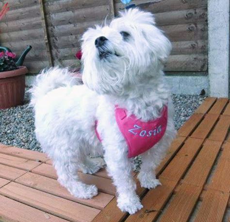 Pelo Szelki -Pelki bezuciskowe softshell 74w R.2 zdjęcie 6