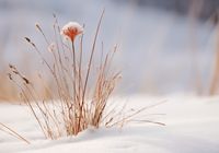 Plakat 66,5x46,5cm Zima w Detalach