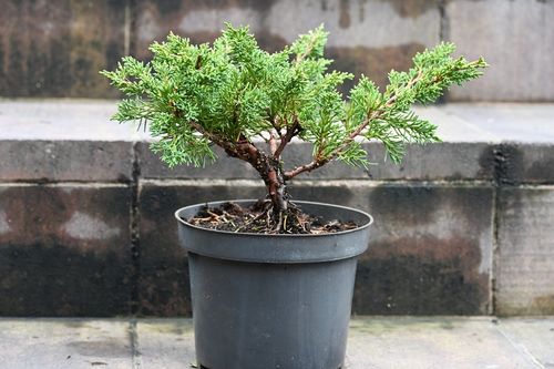 Jałowiec chiński Shimpaku - Juniperus chinensis 0029 na Arena.pl