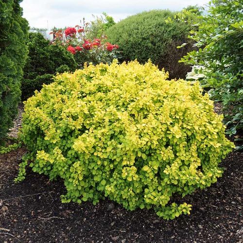 Berberys Thunberga Tiny Gold ® 3-letnia C2 na Arena.pl