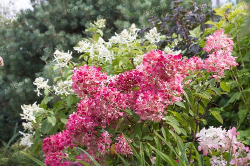 Hortensja bukietowa 'Diamant Rouge' (Hydrangea paniculata) Doniczka 1.0L na Arena.pl