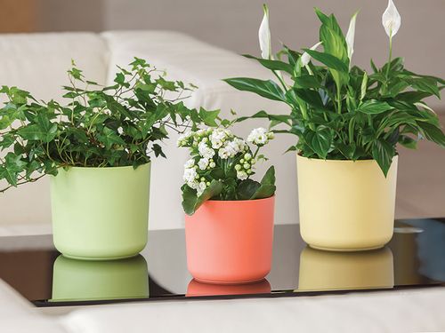 Osłonka Aruba 13 marsala na Arena.pl