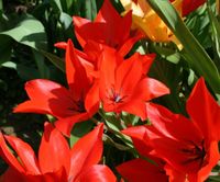 Tulipan Cebulki Tulipanów Kwiatów Czerwone Praestans Zwanenburg 50Szt