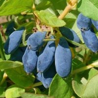 Jagoda kamczacka bardzo wczesna 'Morena' Duże owoce (Lonicera caerulea)