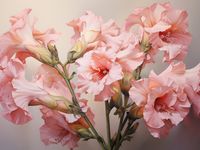 Plakat 40x30cm Kwiatowa Symfonia